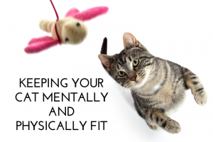 Keeping Your Cat Mentally and Physically Fit