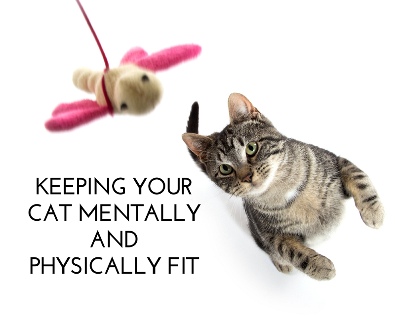 Keeping Your Cat Mentally and Physically Fit For Cats Only